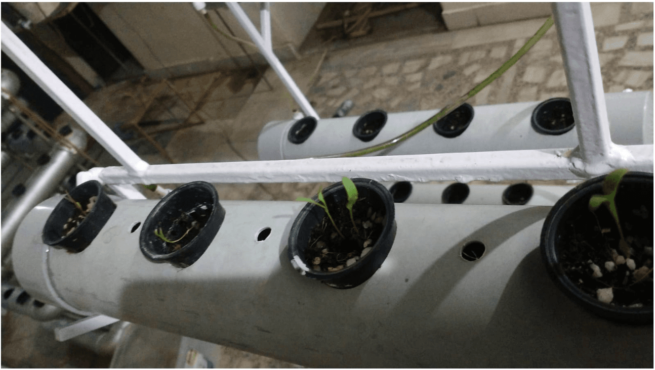 Hydroponic Product 2