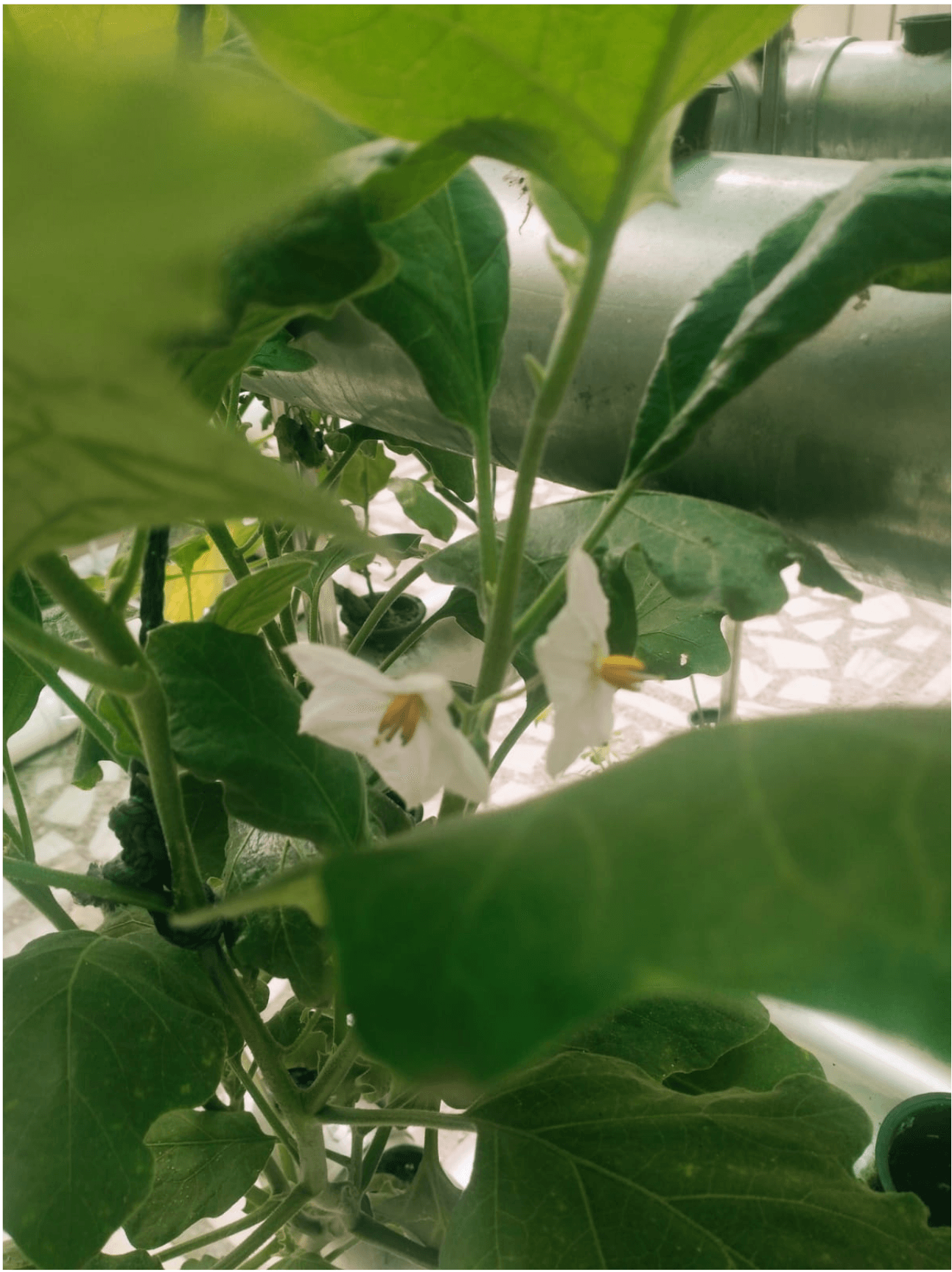 Hydroponic Product 3